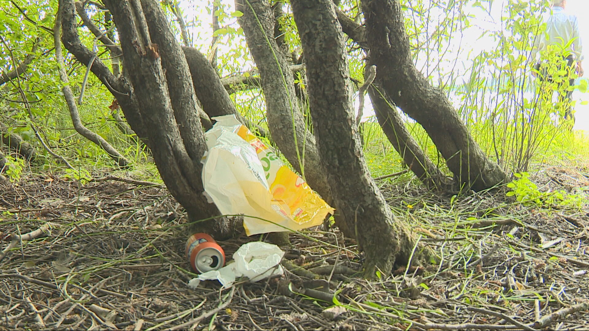 Litter left in the woodland