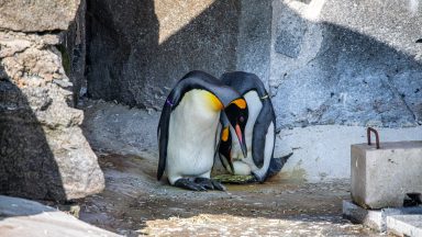 World’s highest-ranking penguin to become a dad after partner lays egg at Edinburgh Zoo