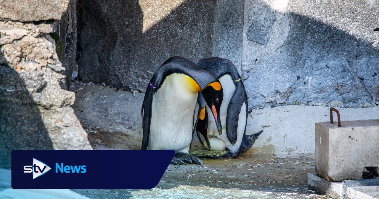 World's highest-ranking penguin set to become a dad