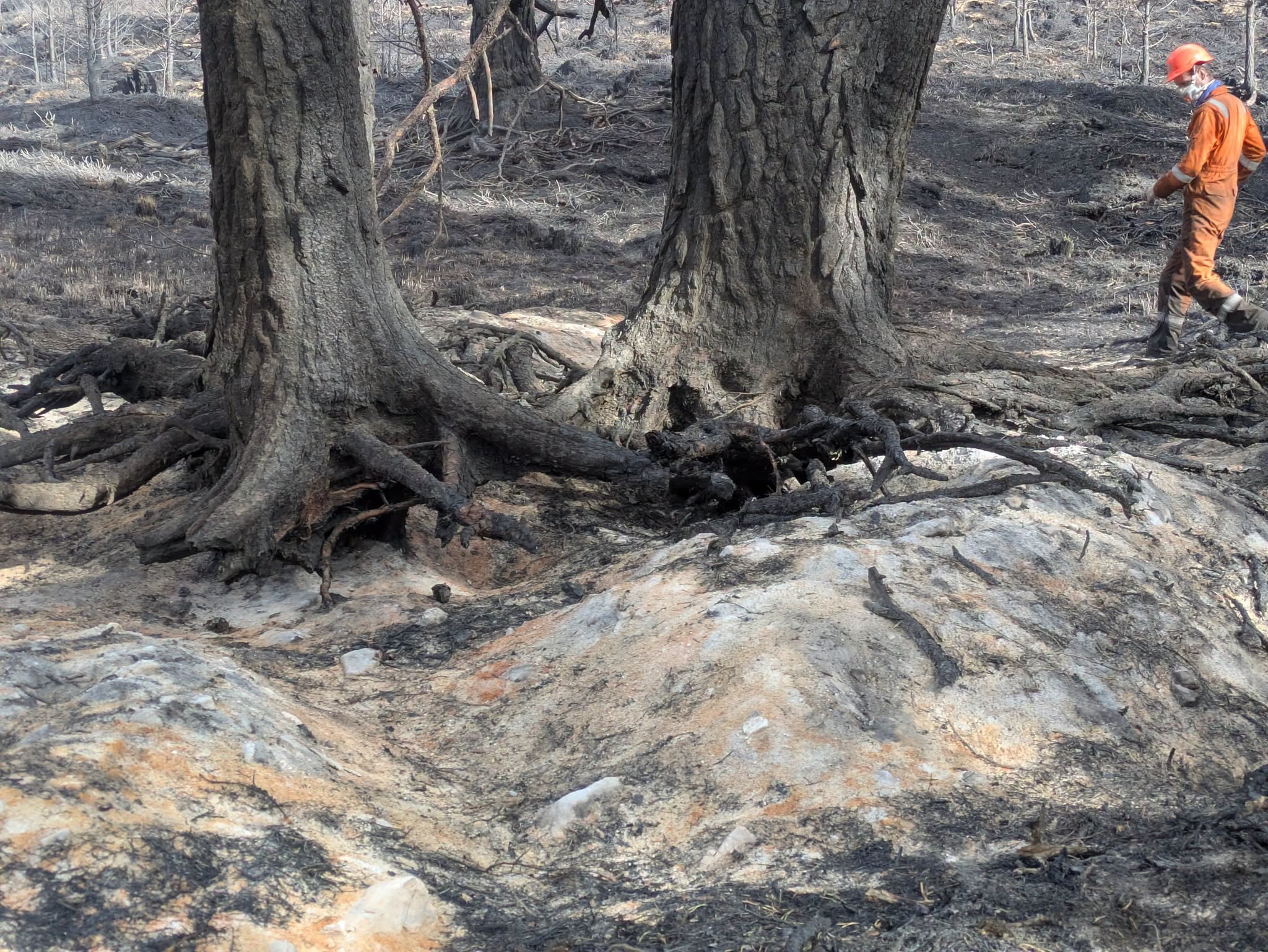 Aftermath of the Cairngorms wildfire