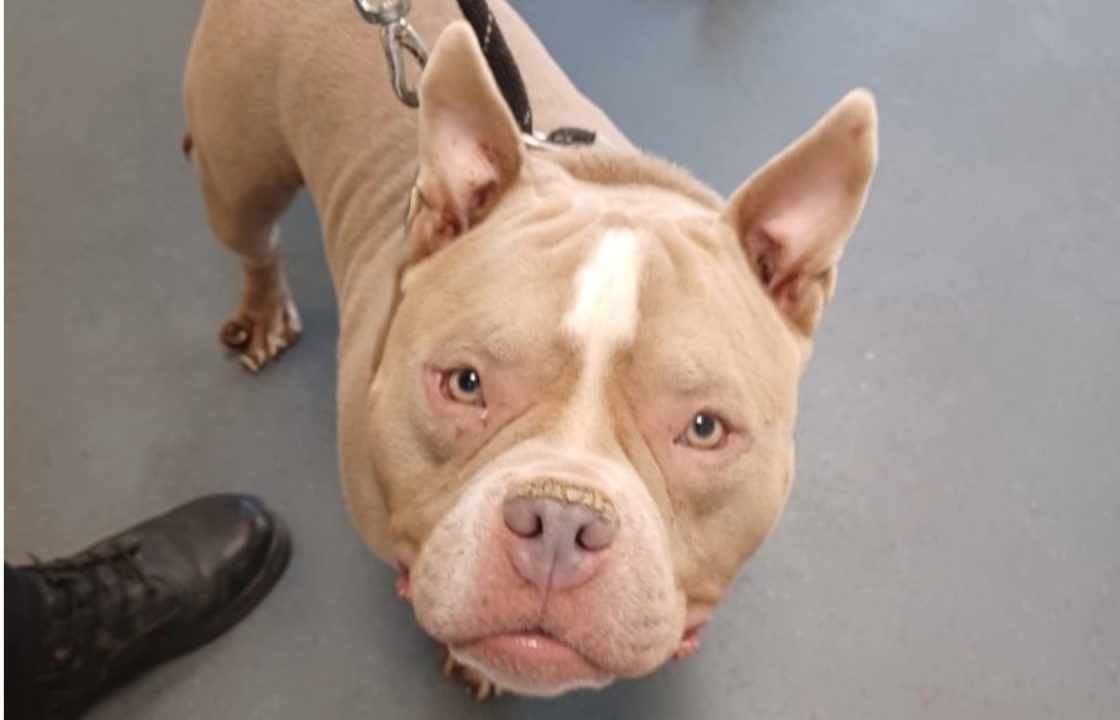 Dog euthanised after bones in paws ‘obliterated’ by overgrown nails