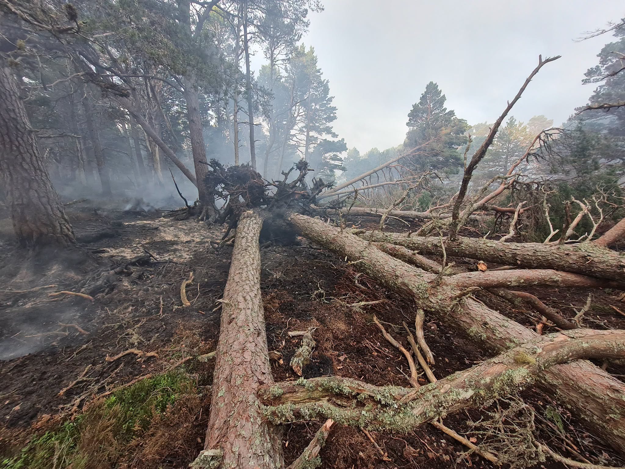 Hundreds of trees have been felled as part of the cleanup operation