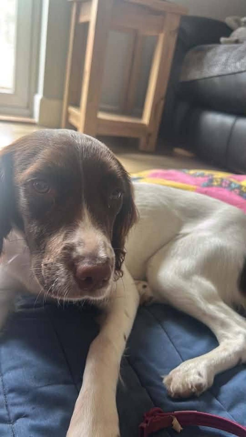 Skye is now recovering at home after her ordeal