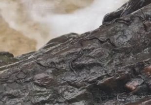 Unusual snake-like creatures caught on video at Highland beauty spot identified by wildlife expert