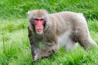 Highland Wildlife Park on the hunt for escaped Japanese macaque two years after similar incident