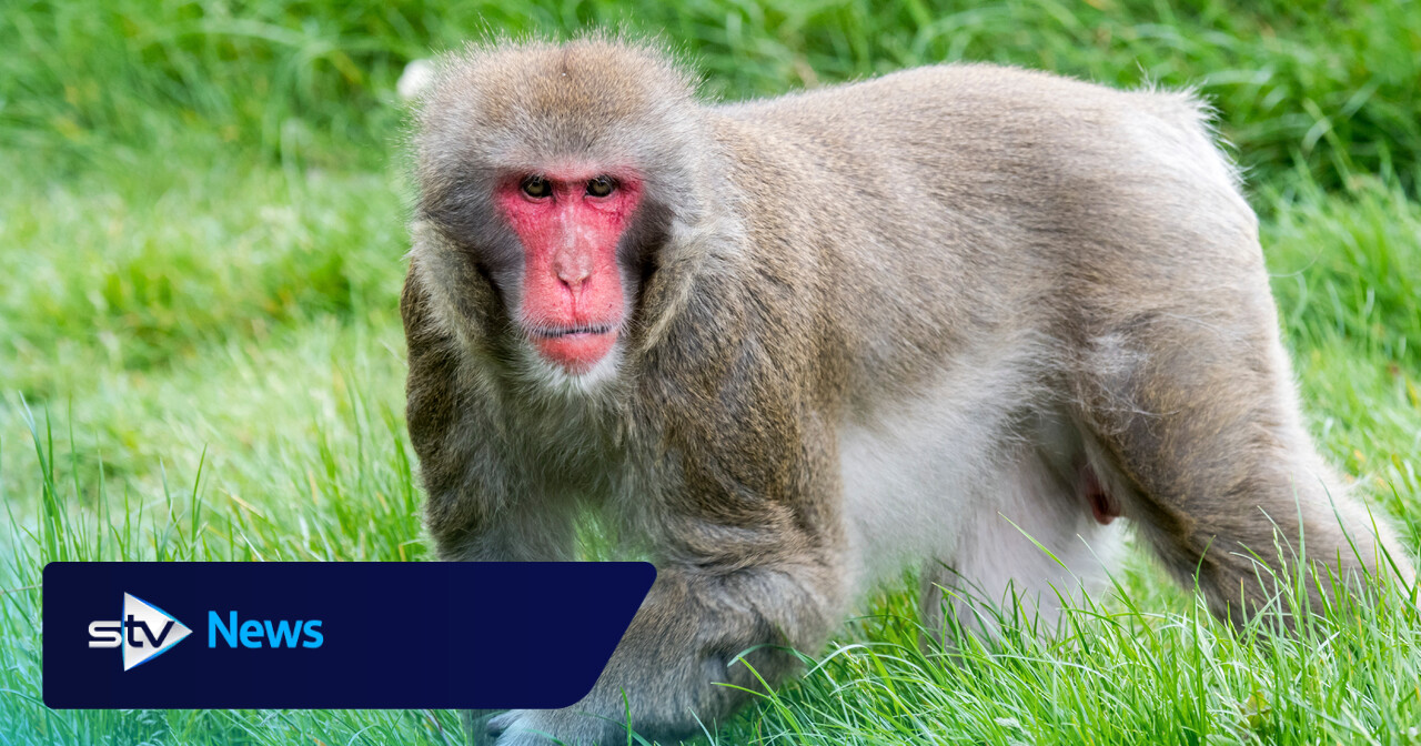 Japanmakak nach Ausbruch aus dem Highland Wildlife Park gefunden