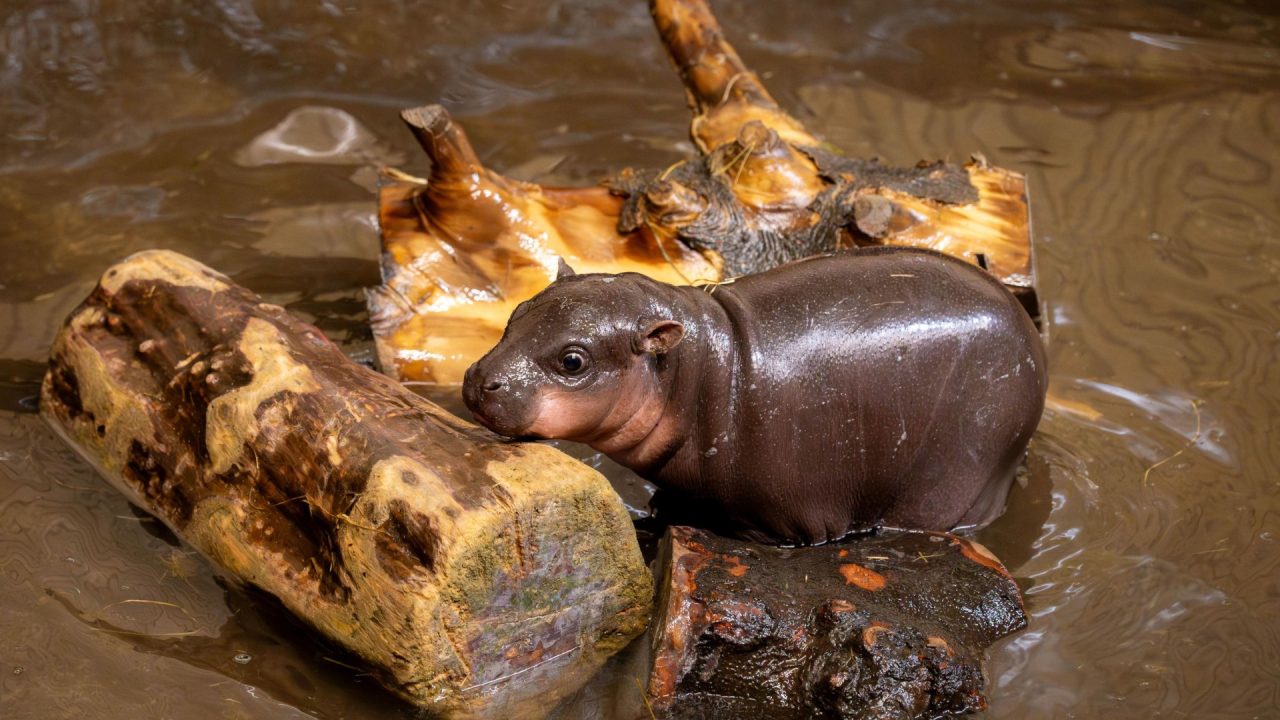 Baby pygmy hippo takes first swim at Edinburgh Zoo