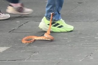 Snake filmed lunging at shoppers on busy Glasgow city centre street
