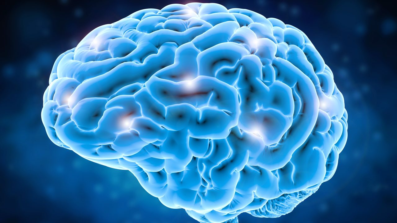 Sugar plays bigger role in brain evolution than previously thought, study finds