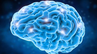 Sugar plays bigger role in brain evolution than previously thought, study finds