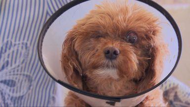 Investigation into serious eye issues in dogs continues