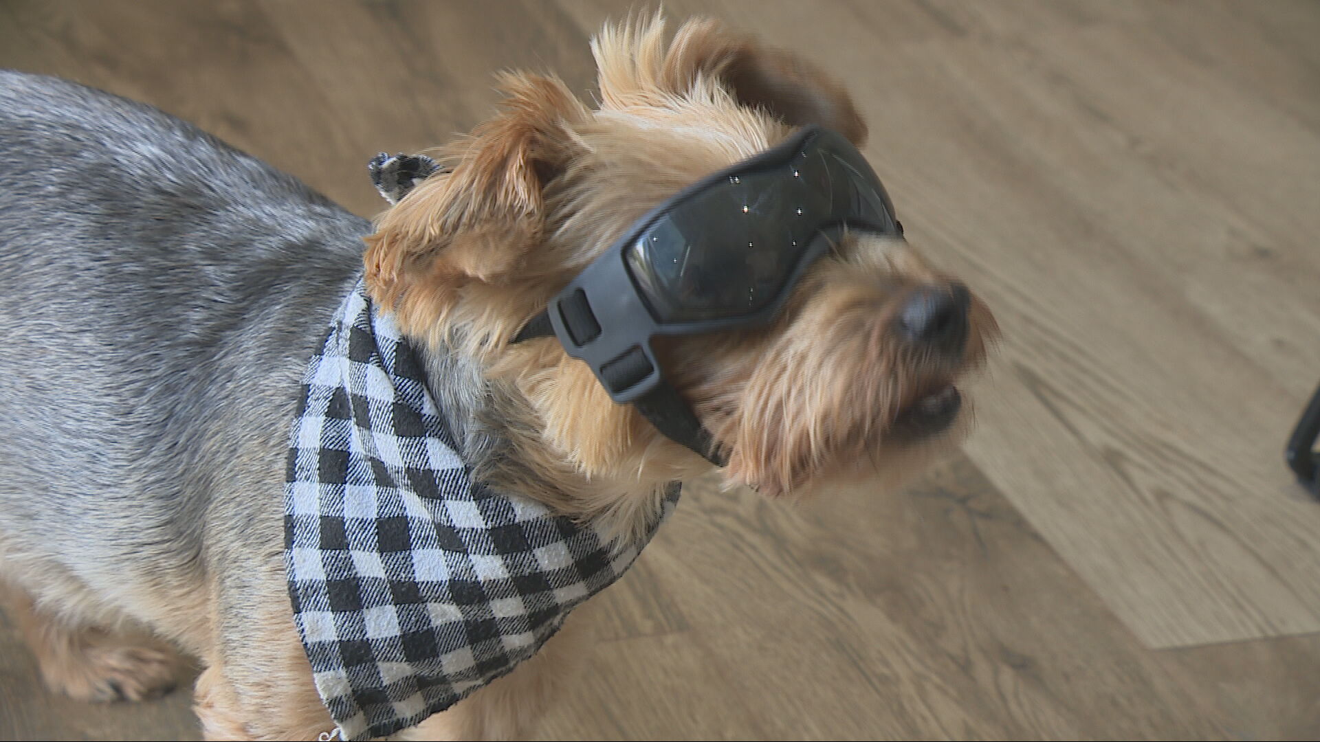 Hoopey has to wear protective goggles