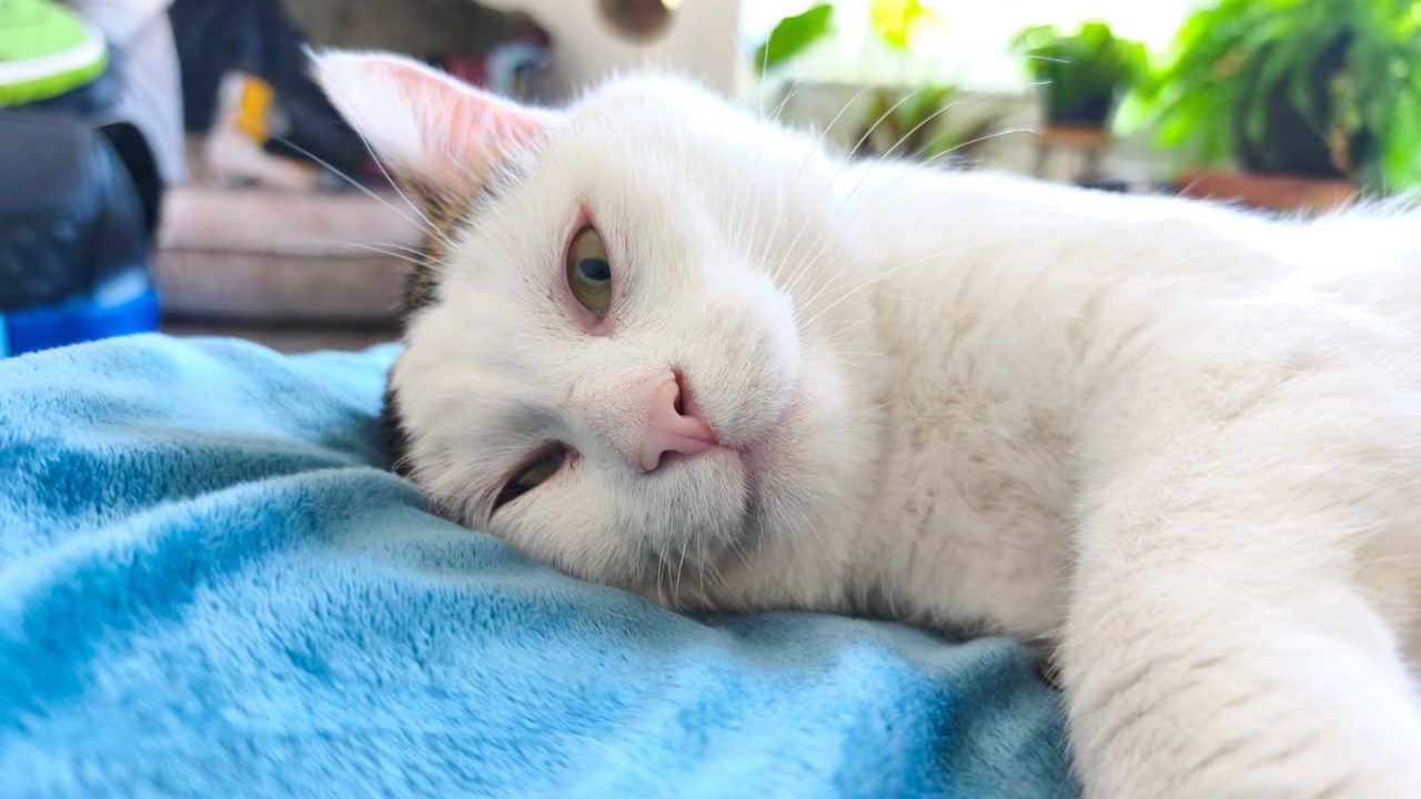 Rescue cat transformed after finding forever home in Perthshire