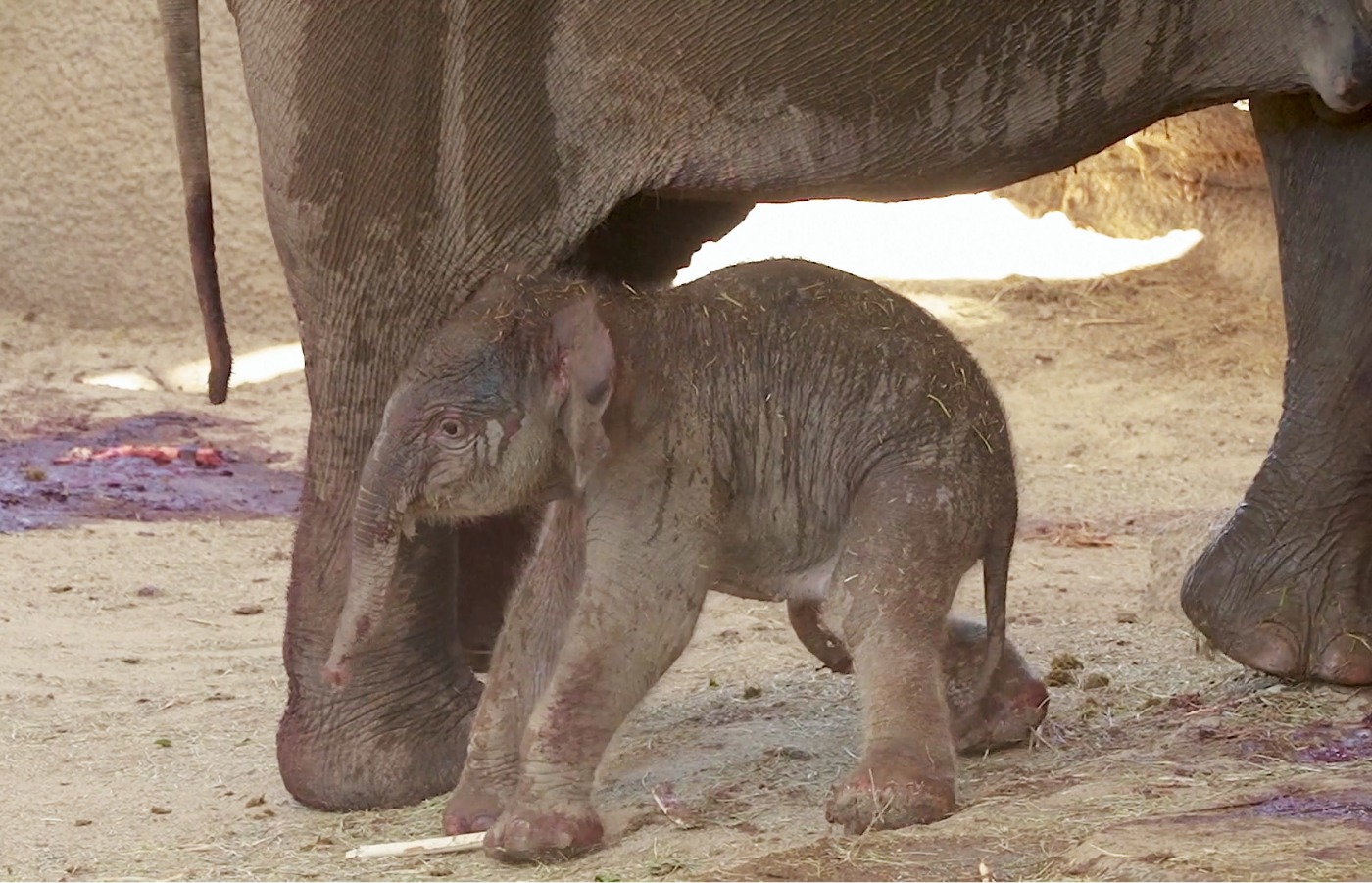 A zoo keeper in Spain has caught the moment a baby elephant was born.