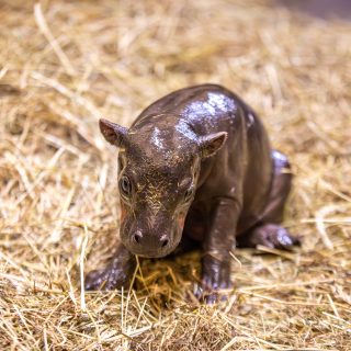 Edinburgh Zoo welcomes surprise arrival of pygmy hippo on same day as ...