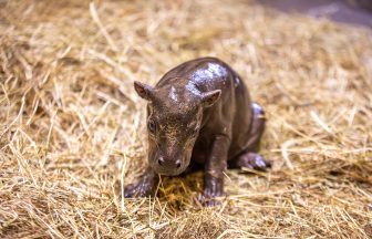 Edinburgh Zoo welcomes surprise arrival of pygmy hippo on same day as pregnancy reveal
