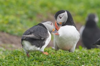 Wind farm could have ‘significant’ impact on islands, conservation chiefs warn