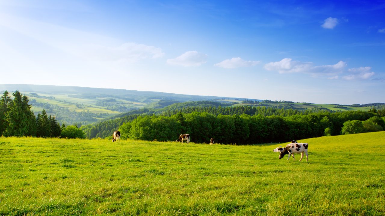 Double Scotland’s organic farmland by 2031, charities urge government