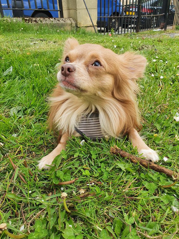 Ollie had supported his owner through a severe illness