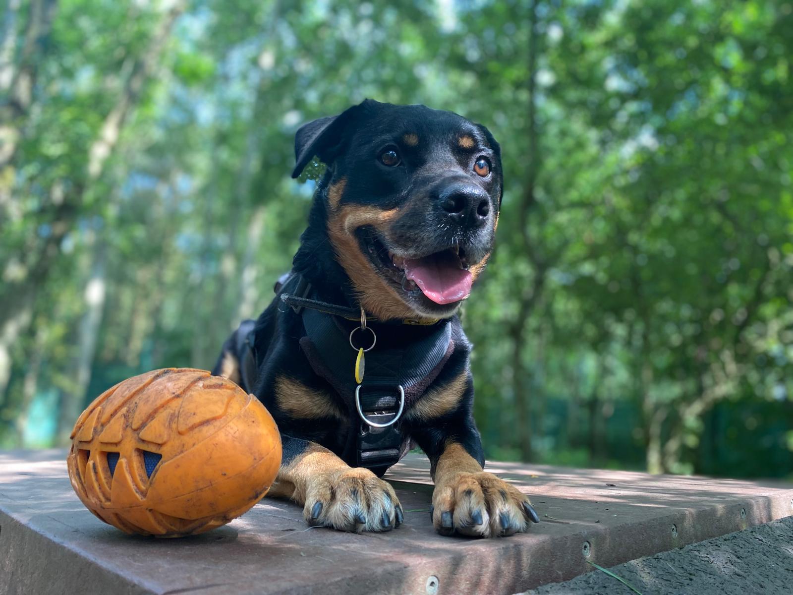 Twiglet got to spend a staycation with her handler, Jason