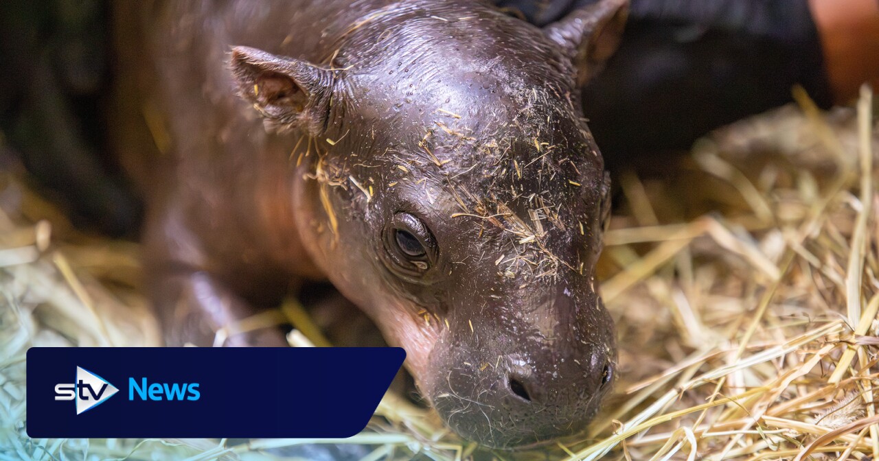 Der Zoo von Edinburgh gibt den Namen seines Zwergflusspferd-Babys bekannt