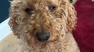 Years dog food recalled after reports of pets losing their sight