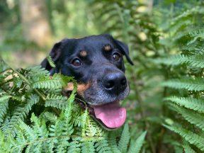 Dogs Trust’s longest ‘underdog’ in search of forever home after six years in care