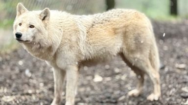 Abused wolfdogs thriving at zoo after ‘cruel’ start to life at hands of Scottish owner