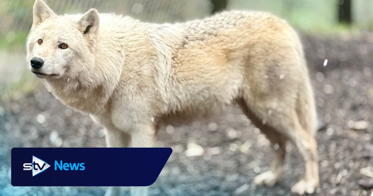 Abused wolfdogs thriving at zoo after 'cruel' start to life