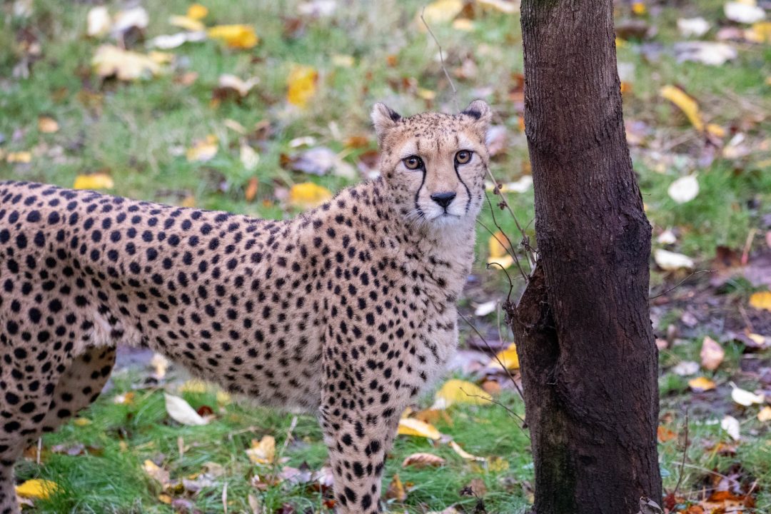 Edinburgh Zoo announces death of ‘charismatic’ cheetah