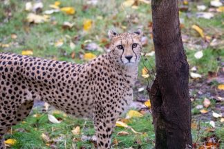 Edinburgh Zoo announces death of ‘charismatic’ cheetah