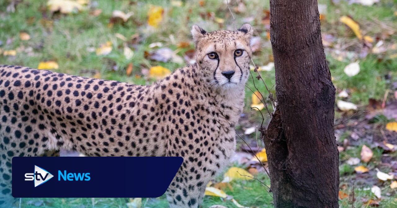Edinburgh Zoo announces death of 'charismatic' cheetah