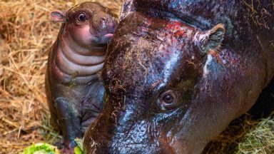 Visitors to catch a glimpse of Edinburgh Zoo’s newborn pygmy hippo Piper