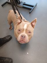 Dog euthanised after bones in paws ‘obliterated’ by overgrown nails
