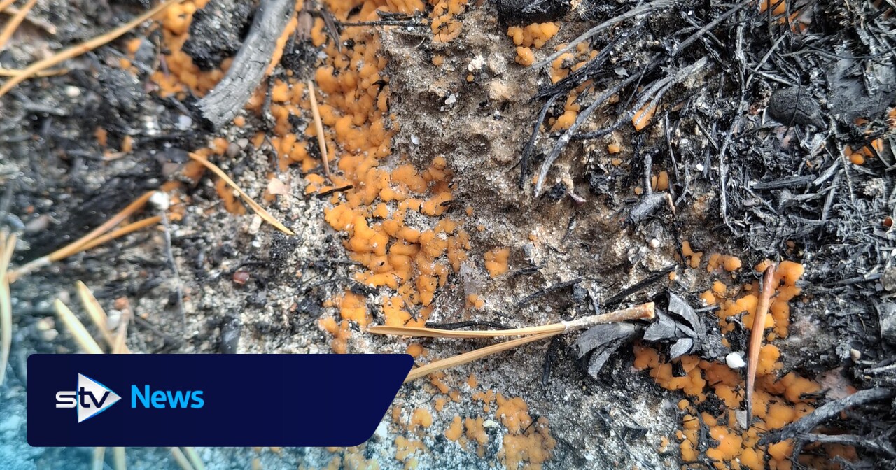 Bright orange fungus appears in wake of Cairngorms wildfire