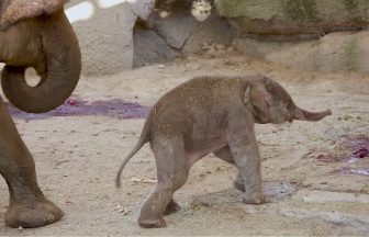 Watch moment critically endangered Sumatran elephant calf is born