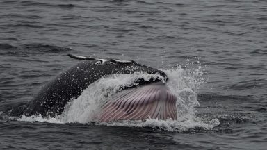 Minke whales spotted feeding off Isle of Eigg in one of the largest recorded gatherings