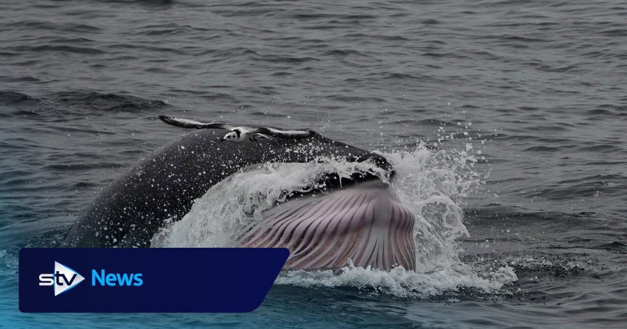 'Exceptional' group of Minke whales spotted feeding near Isle of Eigg