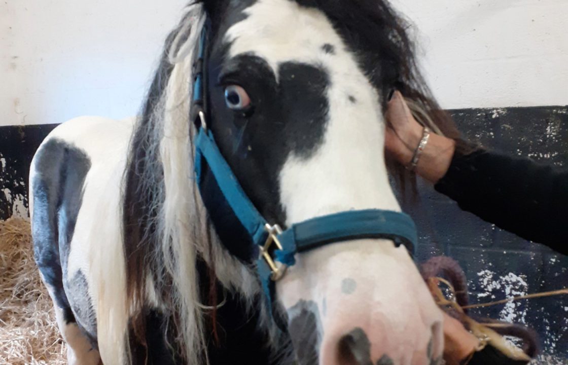 Owner sentenced after horse found morbidly obese and in extreme pain