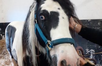 Owner sentenced after horse found morbidly obese and in extreme pain