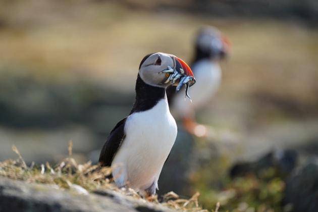 Puffin numbers fall by 30% in Firth of Forth amid climate change concerns