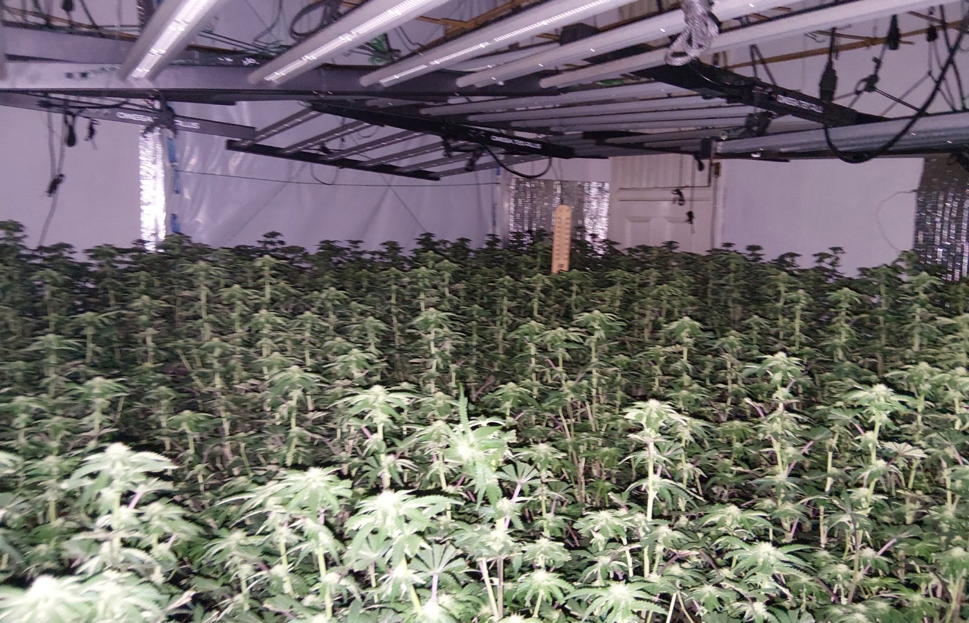 A number of arrests have been made following the operation