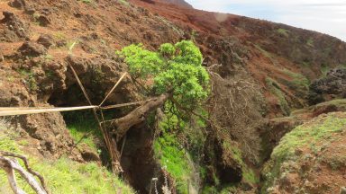Offspring from one of the world’s rarest trees finds new home in Scotland