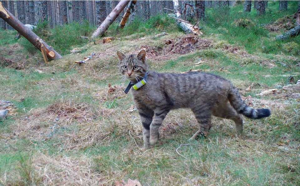 Wildcats have been fitted with GPS collars