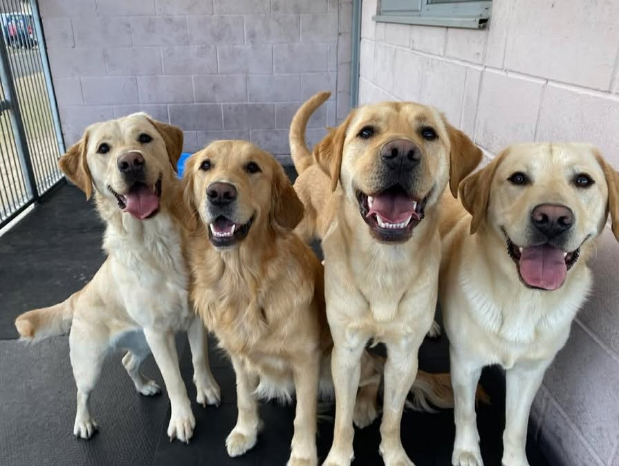 Guide Dogs Scotland launches volunteer foster appeal for guide dogs in training