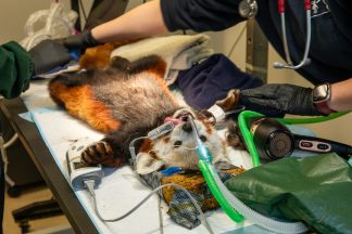 Red panda has tooth removed after Edinburgh Zoo keepers noticed he had gone off his food