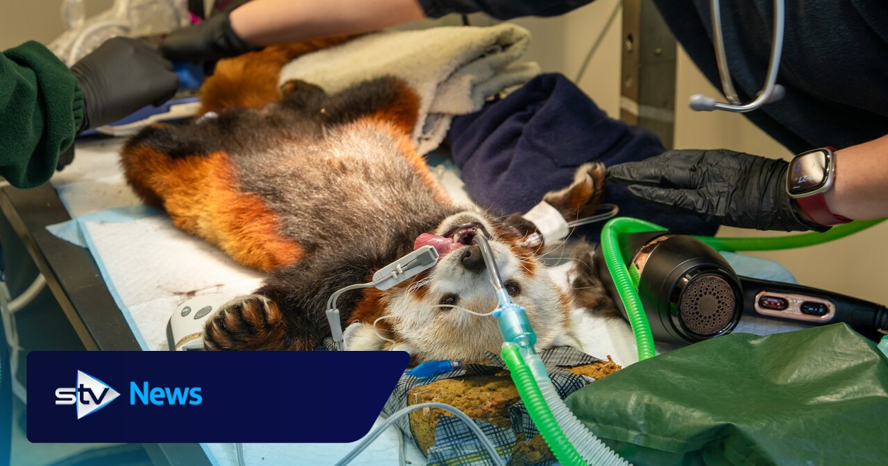 Einem Roten Panda wurde ein Zahn gezogen, nachdem die Tierpfleger im Zoo ...