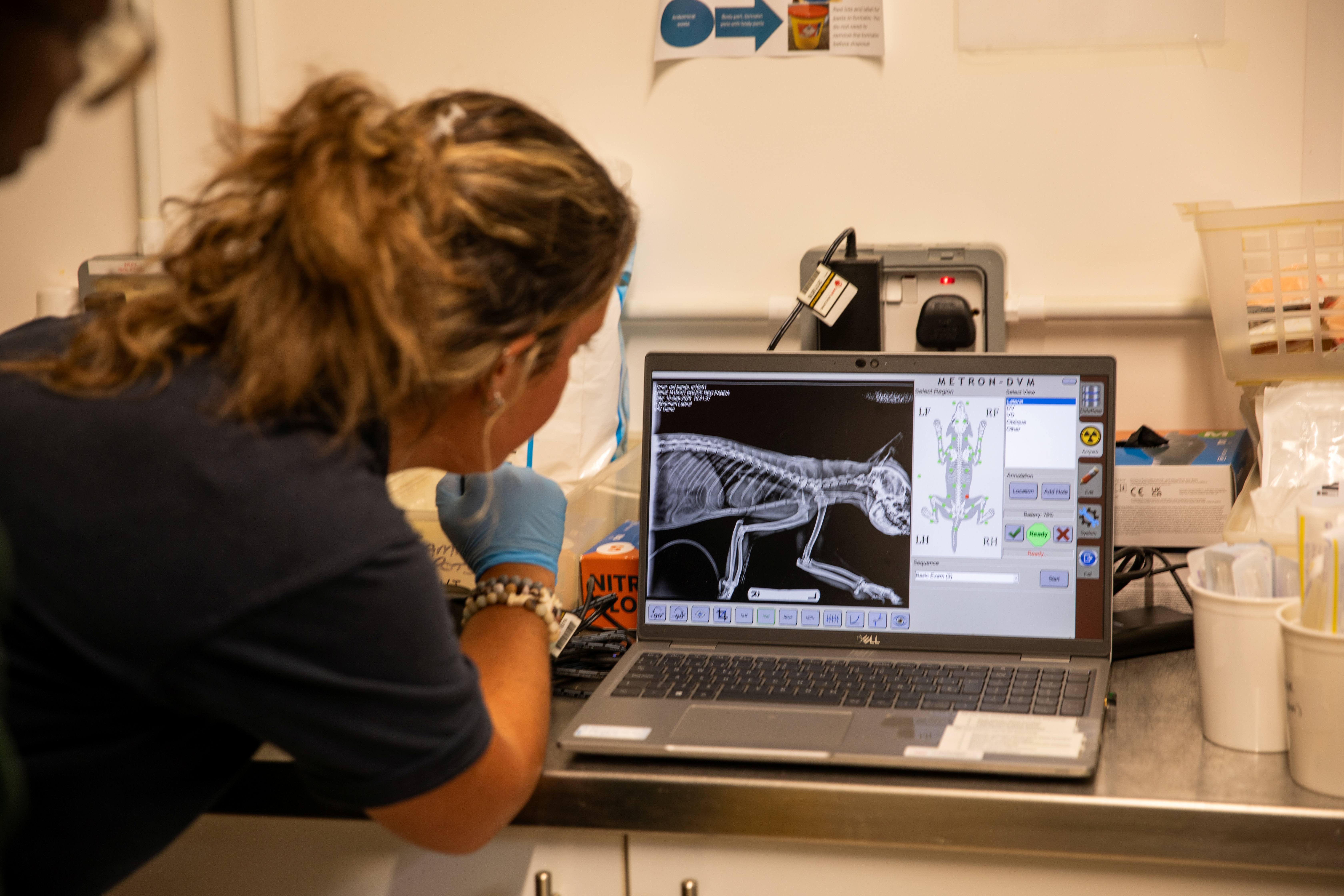 Vets performed a full body of scan of Bruce