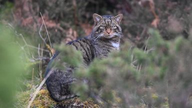 Wildcat conservationists hail breeding success in Highlands as conservation strategy reaches milestone