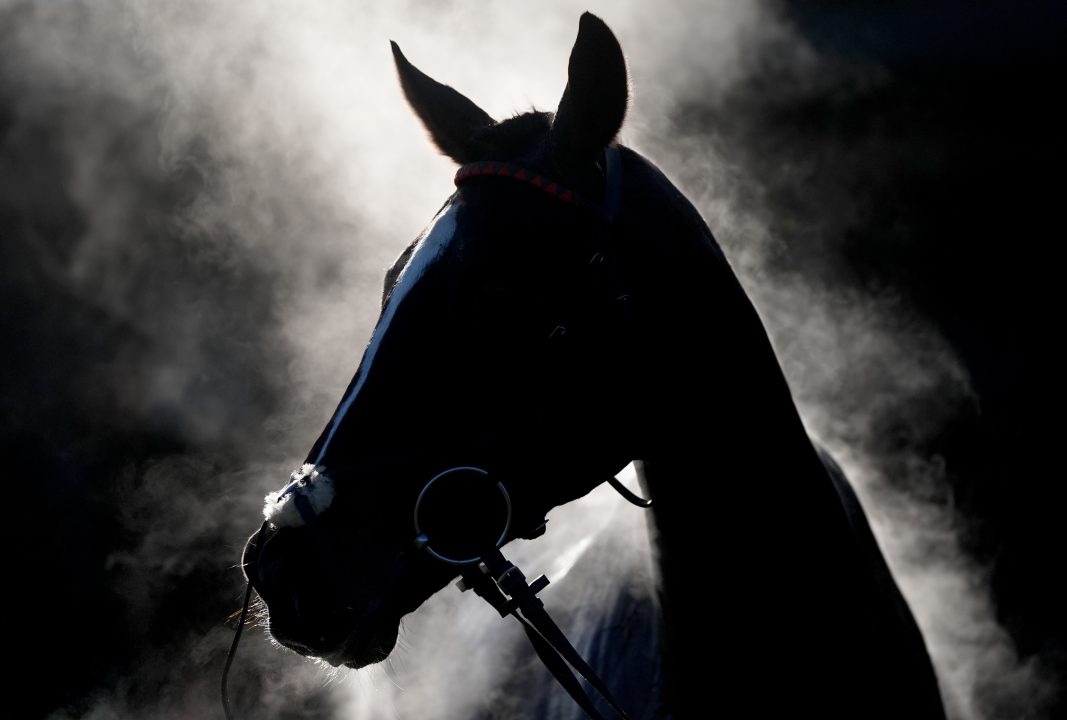 Vets warn of ‘multiple’ deaths in equine grass sickness outbreak